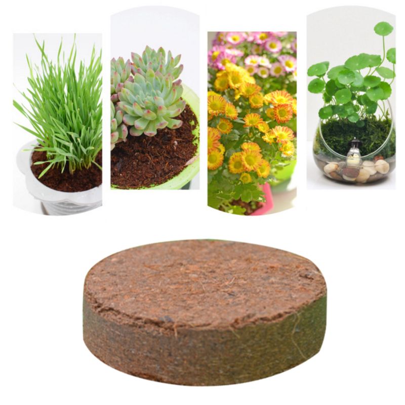 Natural Coconut Fiber Substrate Bricks Soil Essentials for Reptile Terrariums